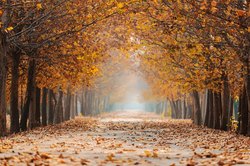 今日寒露，附藏在校園里的秋日果實